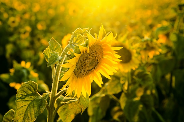 Campo di girasole al tramonto vicino