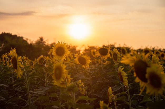 Campo di girasole che cresce in piantagione al tramonto