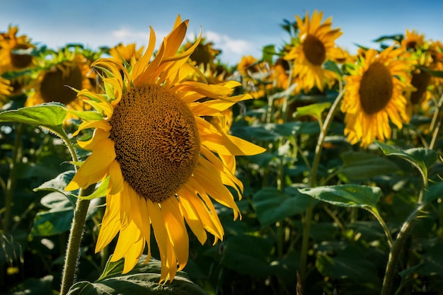 Campo di girasole coltivato piccoli girasoli in fase di maturazione