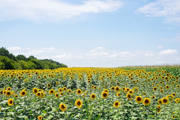 Campo di girasole con cielo blu nuvoloso