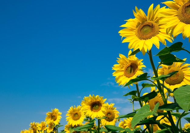 Campo di girasole con cielo blu nuvoloso