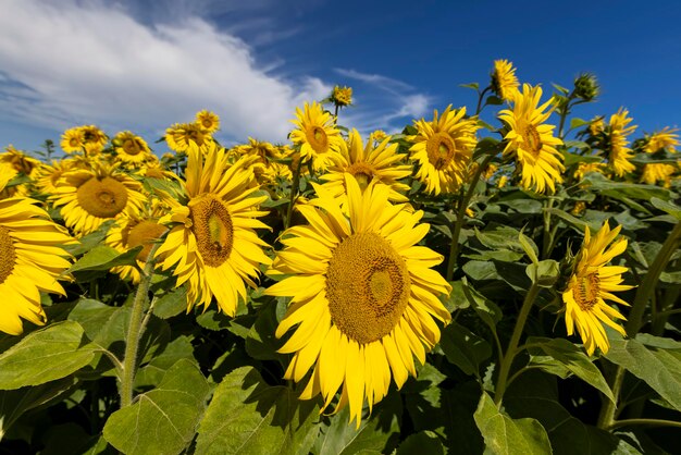 Campo di girasole con fiori e api