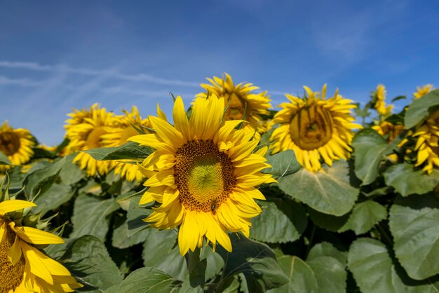 Campo di girasole con fiori e api