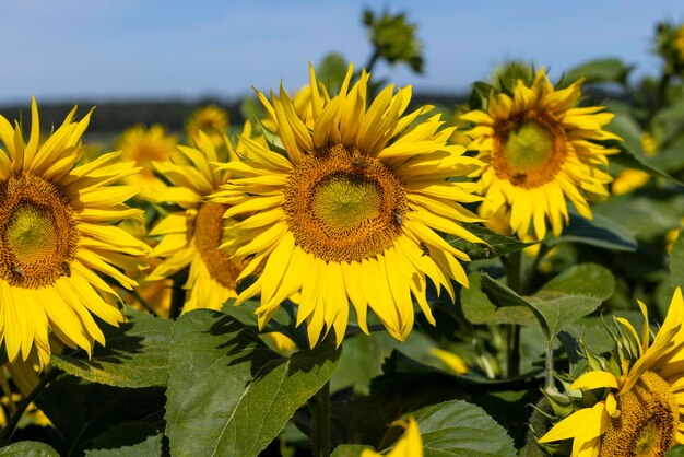 Campo di girasole con fiori e api