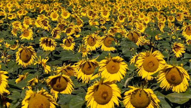 Campo di girasole con fiori e api