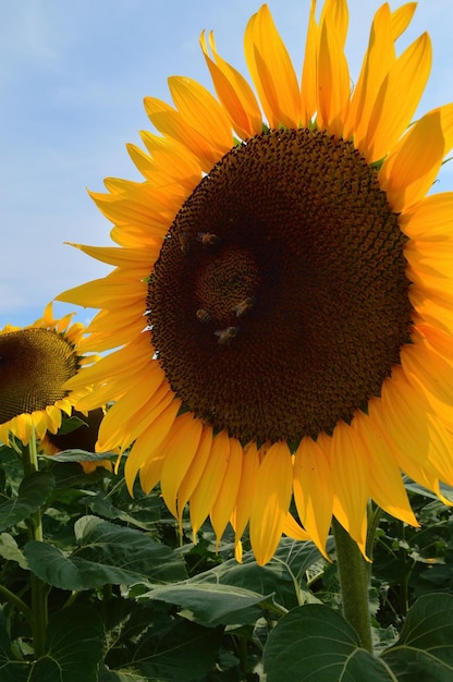 Campo di girasole in procinto di raccogliere semi di girasole con montagne e cielo sereno