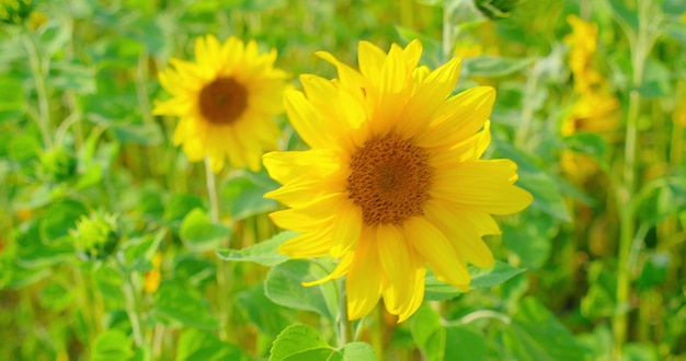 Campo di girasole in una bella serata al tramonto Giorno luminoso estivo Raccolto agricolo al rallentatore Bellezza nella natura Paesaggio Vista relax