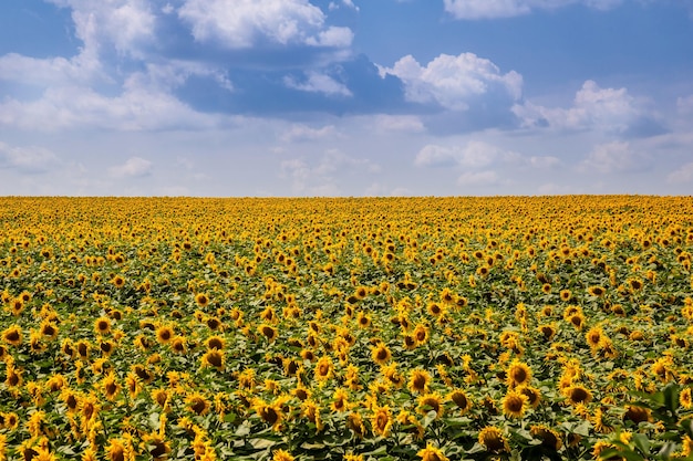 Campo di girasole in una giornata di sole Bel paesaggio di campo dell'Ucraina