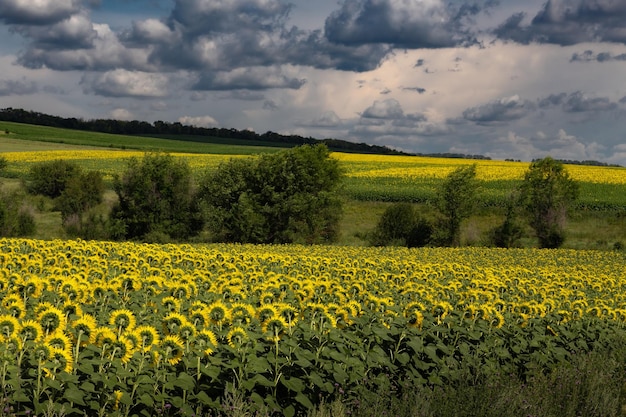 Campo di girasole luminoso contro il cielo nuvoloso