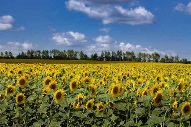 Campo di girasole luminoso contro il cielo nuvoloso