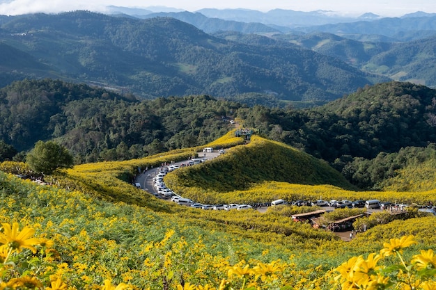 Campo di girasole messicano a Tung Bua Tong Mae Hong Son Thailandia