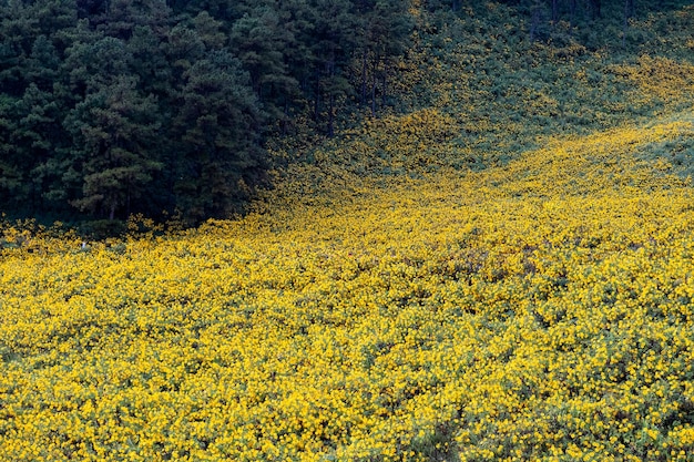 Campo di girasole messicano a Tung Bua Tong Mae Hong Son Thailandia