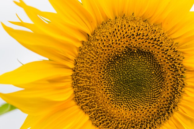 Campo di girasole piantato a seme per la produzione di petrolio.