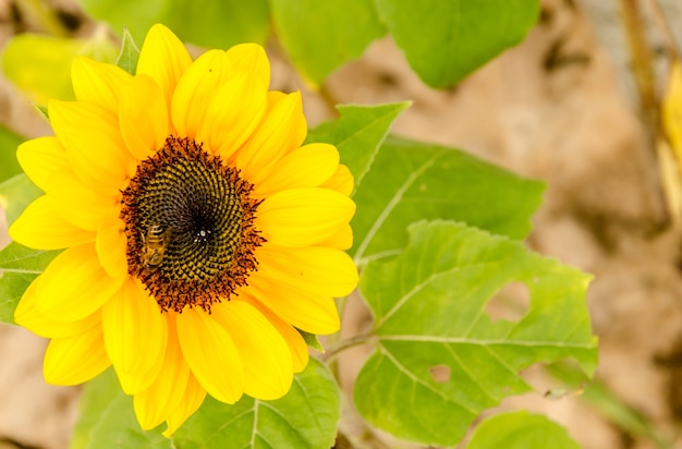 campo di girasole sopra nuvoloso cielo blu e luci del sole luminoso