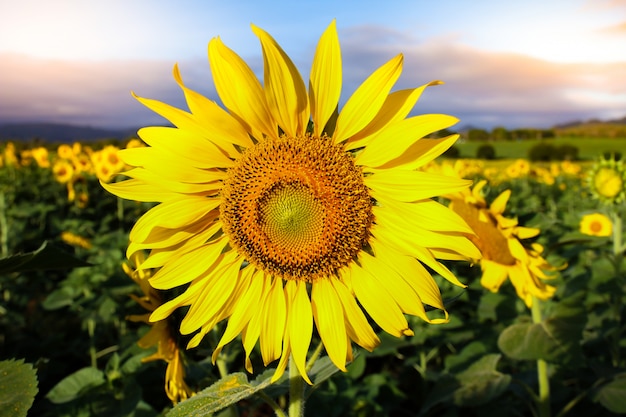 Campo di girasole sul cielo drammatico.