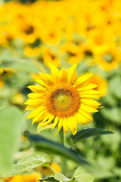 Campo di girasole.