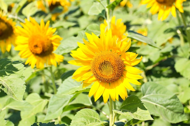 Campo di girasole.