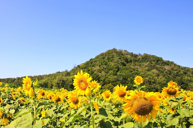 Campo di girasole.