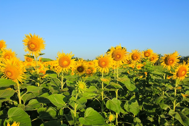 Campo di girasole