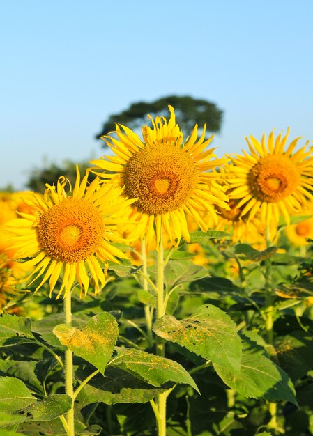 Campo di girasole