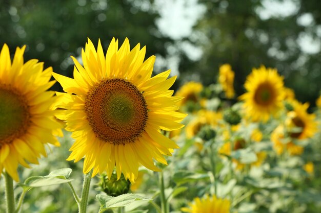 Campo di girasole