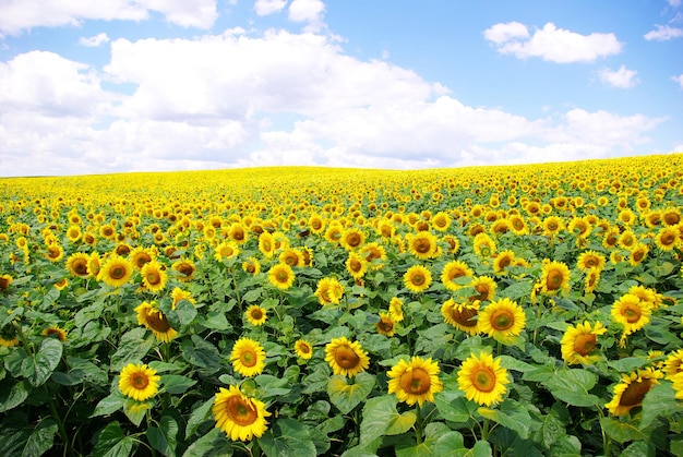 Campo di girasole