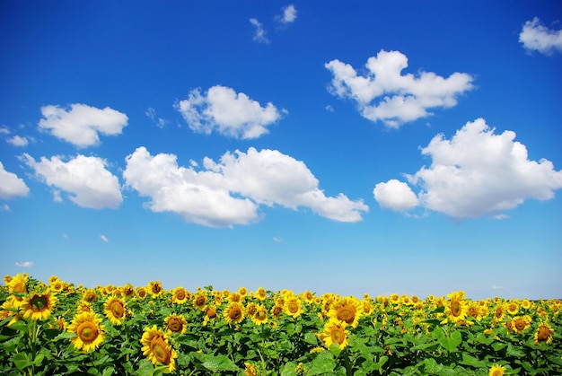 Campo di girasole