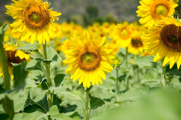 Campo di girasole