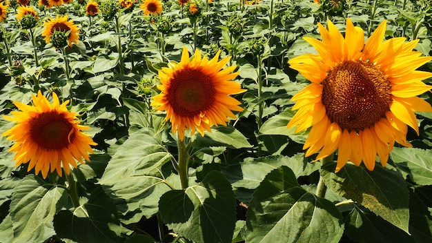 Campo di girasoli agricoli Il girasole Helianthus è un genere di piante della famiglia delle Asteraceae Girasole annuale e girasole tuberoso Germoglio in fiore con petali gialli Foglie pelose Serbia