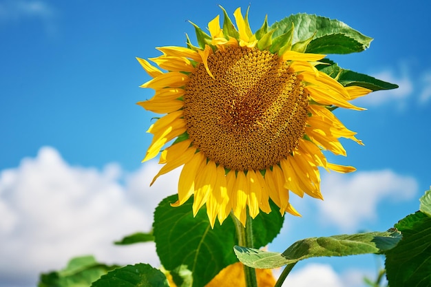 Campo di girasoli al giorno d'estate