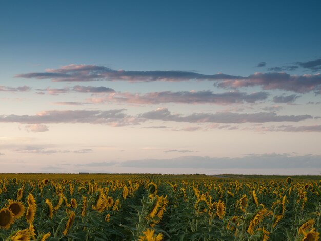 Campo di girasoli al tramonto in Colorado.