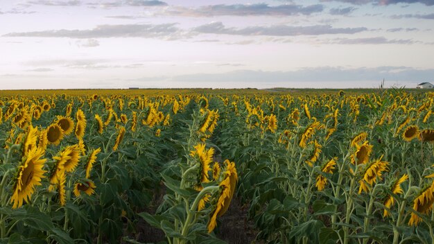 Campo di girasoli al tramonto in Colorado.