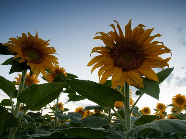 Campo di girasoli al tramonto in Colorado.