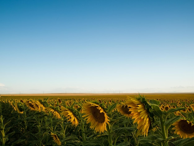 Campo di girasoli al tramonto in Colorado.