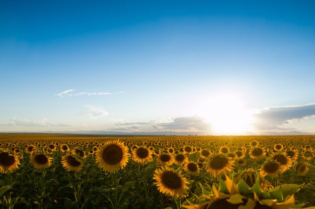 Campo di girasoli al tramonto in Colorado.