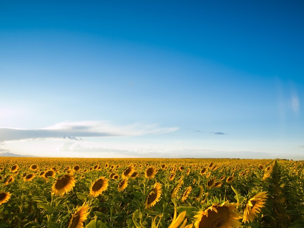 Campo di girasoli al tramonto in Colorado.