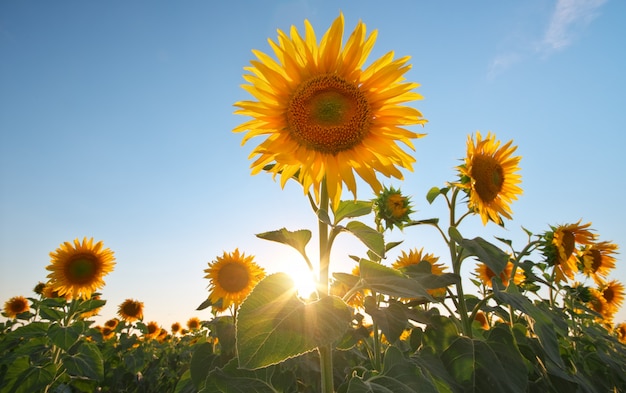 Campo di girasoli al tramonto.