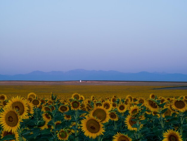 Campo di girasoli all'alba in Colorado.