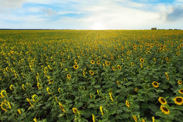 Campo di girasoli all'alba