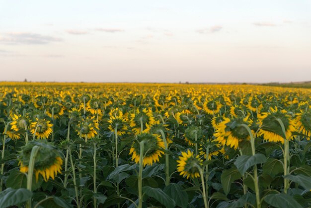 Campo di girasoli alla superficie del tramonto. Agricoltura.