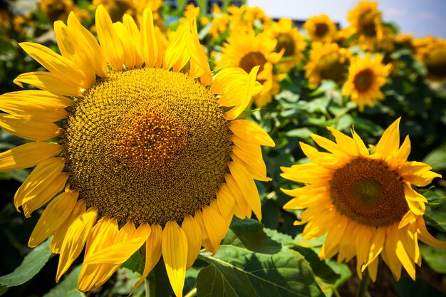 Campo di girasoli. Avvicinamento. Inquadratura orizzontale