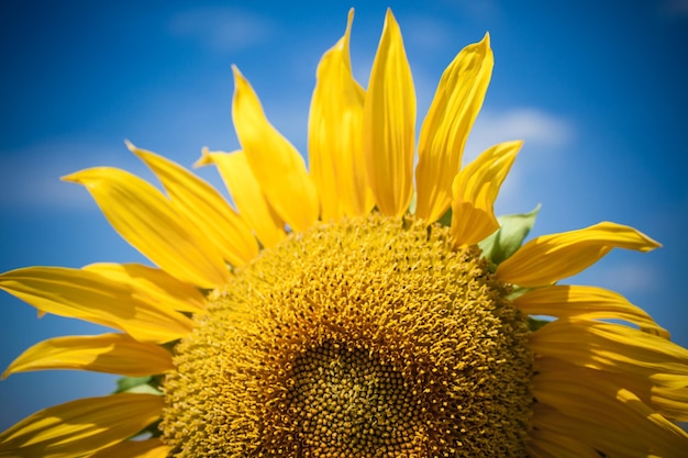 Campo Di Girasoli Cielo Blu Luminoso