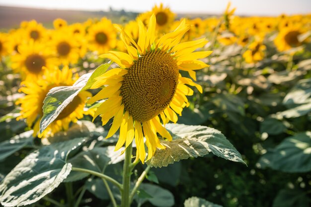 Campo di girasoli con bellissimi fiori gialli da vicino