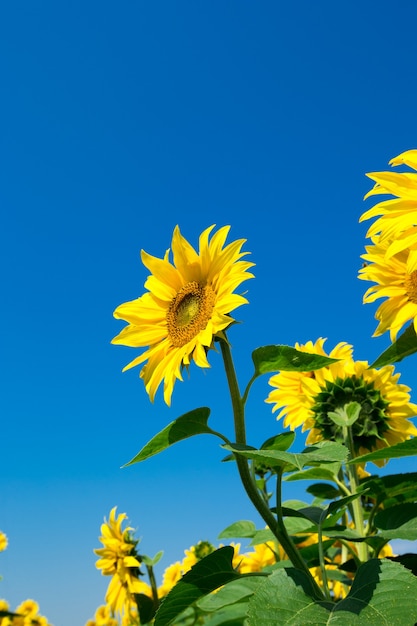 Campo di girasoli con cielo blu nuvoloso