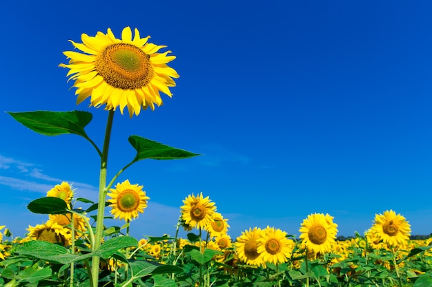 Campo di girasoli con cielo blu nuvoloso