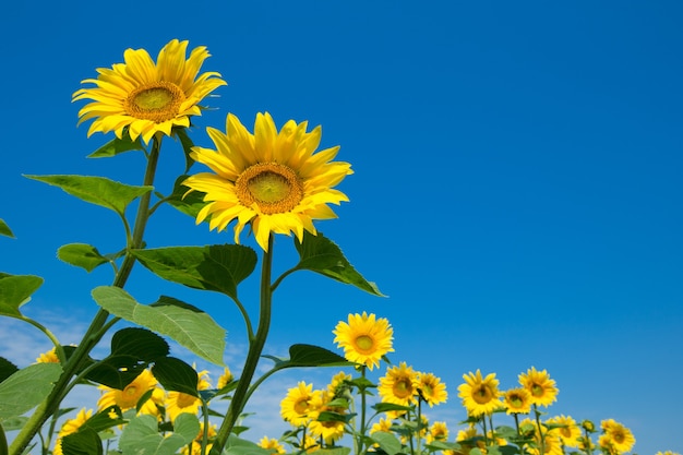 Campo di girasoli con cielo blu nuvoloso