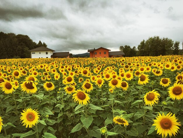 Campo di girasoli contro un cielo nuvoloso