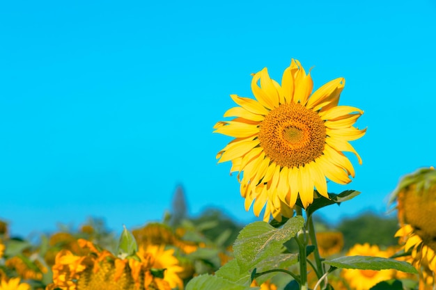 Campo di girasoli dai colori vivaci nel sole di mezzogiorno su una collina