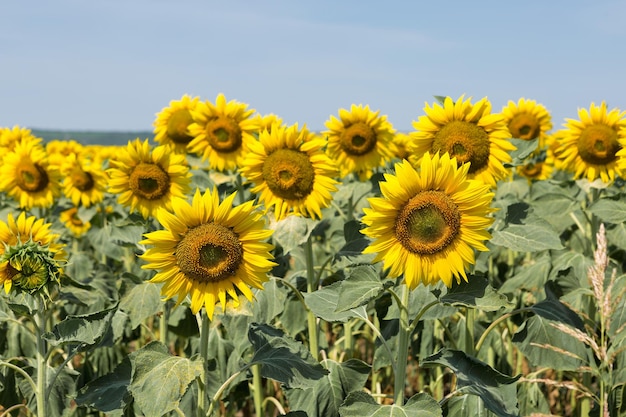 Campo di girasoli dorati luminosi al tramonto