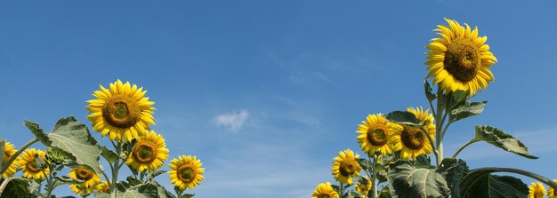 Campo di girasoli dorati luminosi al tramonto